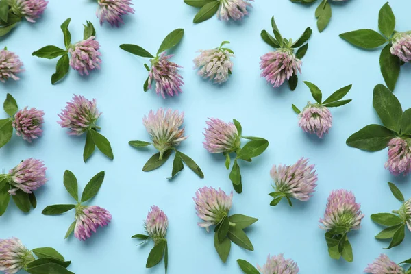 Mooie Klaver Bloemen Met Groene Bladeren Lichtblauwe Achtergrond Plat Gelegd — Stockfoto