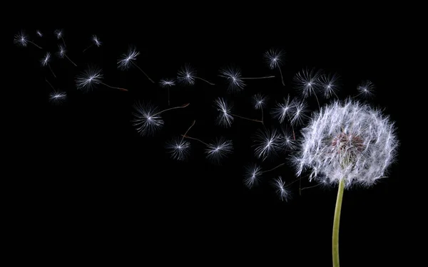 Hermosa Bola Diente León Hinchado Semillas Voladoras Sobre Fondo Negro — Foto de Stock