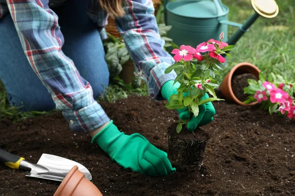 Mulher Transplantando Bela Flor Vinca Rosa Solo Jardim Close — Fotografia de Stock