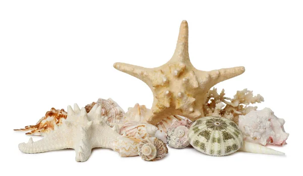 Prachtige Zeesterren Koraal Schelpen Witte Achtergrond — Stockfoto