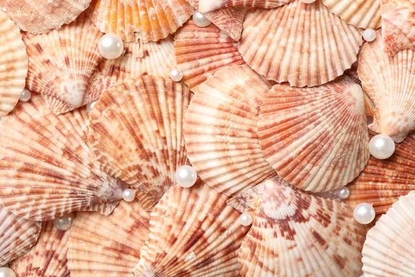 Beautiful Pearls Seashells Background Closeup — Stock Photo, Image