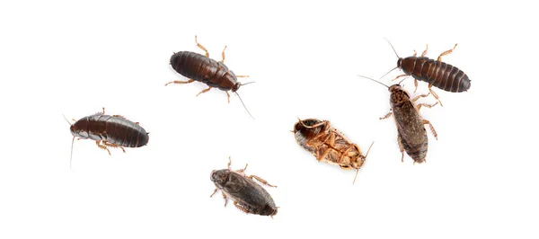 白の背景に茶色のゴキブリのグループは バナーデザイン 害虫駆除 — ストック写真