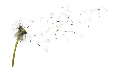 Güzel kabarık karahindiba balonu ve beyaz arka planda uçan tohumlar.