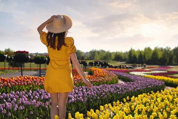 Wanita Lapangan Tulip Yang Indah Pada Hari Yang Cerah Pandangan — Stok Foto