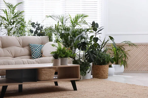 Interior Elegante Quarto Com Sofá Confortável Belas Plantas Vaso Zona — Fotografia de Stock