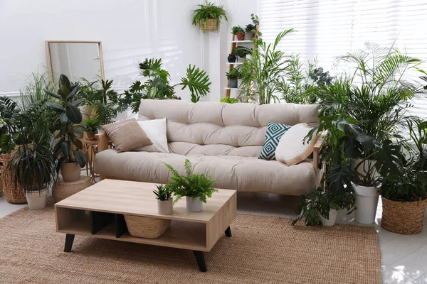 Rahat Kanepe Güzel Saksı Bitkileriyle Süslü Bir Oda Salon Alanı — Stok fotoğraf