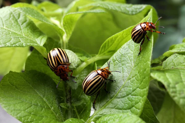 コロラド ポテト ビートル 緑の植物の屋外 クローズアップ — ストック写真