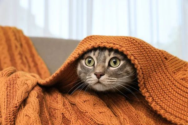 Evdeki Sıcak Battaniyenin Altında Saklanan Güzel Kedi Sevimli Hayvan — Stok fotoğraf