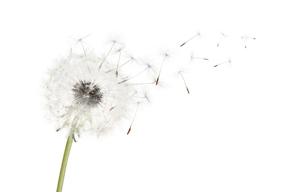 Mooie Gezwollen Paardenbloem Blowball Vliegende Zaden Witte Achtergrond — Stockfoto