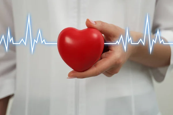 Doctor Holding Red Heart Closeup Cardiology Concept — Stock Photo, Image