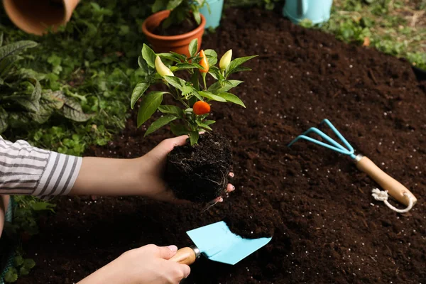 Mulher Transplantando Pimenta Planta Solo Jardim Close — Fotografia de Stock