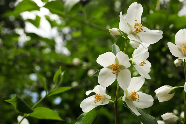 View Beautiful Jasmine Flowers Outdoors Space Text — Stock Photo, Image