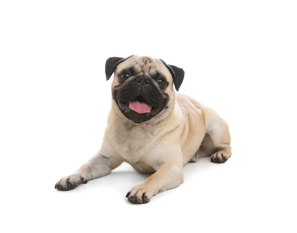 Cute Pug Dog Lying White Background — Stock Photo, Image