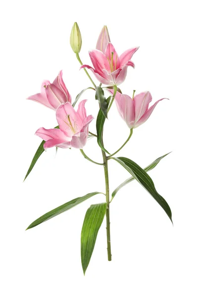 Красивое Растение Лилии Розовыми Цветами Белом Фоне — стоковое фото