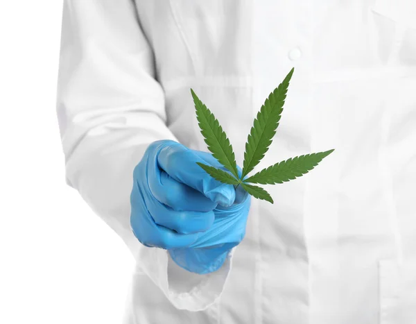 Doktorn Håller Färsk Hampa Löv Vit Bakgrund Närbild Medicinsk Cannabis — Stockfoto