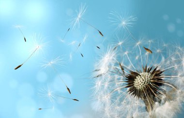 Güzel kabarık karahindiba ve uçan tohumlar güneşli bir günde mavi gökyüzüne karşı, yakın çekim