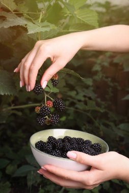 Bahçedeki kasede olgun böğürtlenleri toplayan kadın.