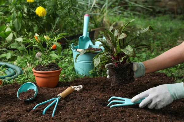 Donna Che Trapianta Piante Nel Terreno Giardino Primo Piano — Foto Stock