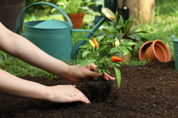 Mujer Trasplante Planta Pimienta Suelo Jardín Primer Plano —  Fotos de Stock