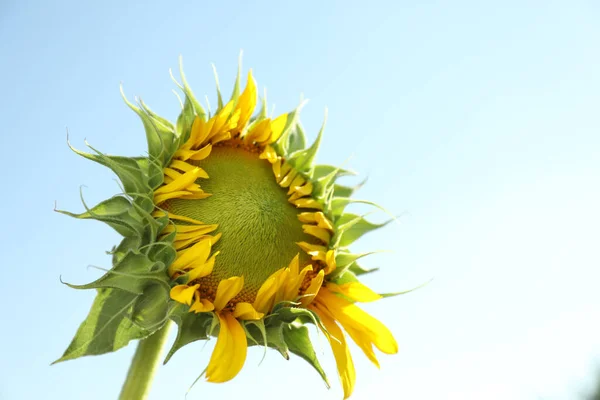 Hermoso Girasol Contra Cielo Azul Día Soleado Espacio Para Texto —  Fotos de Stock