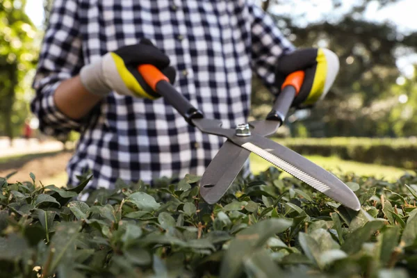 Mujer Recortando Arbustos Día Soleado Primer Plano Tiempo Jardinería —  Fotos de Stock