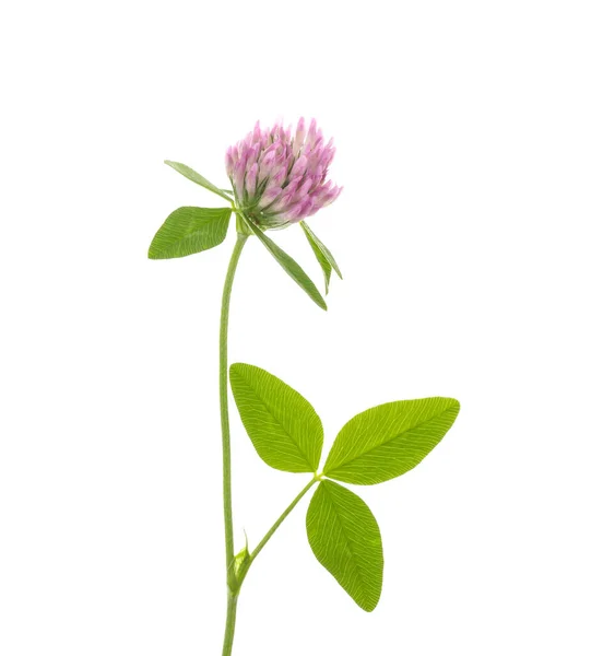 Vacker Klöver Blomma Med Gröna Blad Isolerade Vit — Stockfoto