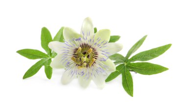 Beyaz arka planda yeşil yapraklı Passiflora bitkisinin (tutku meyvesi) güzel çiçeği