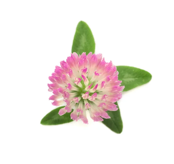 Piękny Kwiat Koniczyny Zielonymi Liśćmi Białym Tle Widok Góry — Zdjęcie stockowe