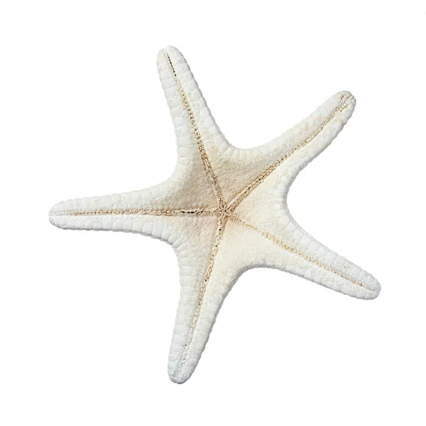 Piękna Morska Gwiazda Odizolowana Białym Obiekt Plażowy — Zdjęcie stockowe