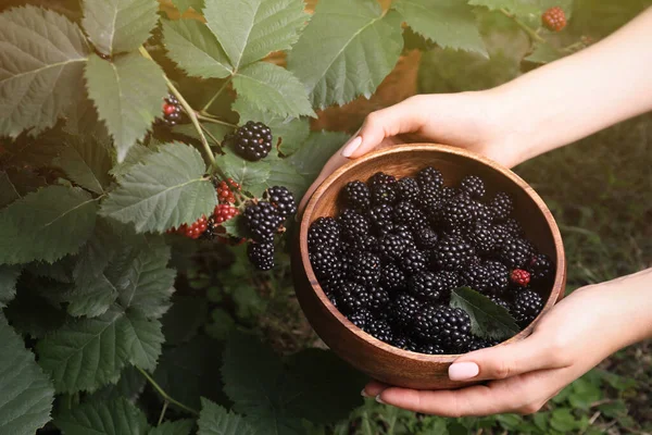 Mujer Con Tazón Madera Moras Maduras Jardín Primer Plano — Foto de Stock