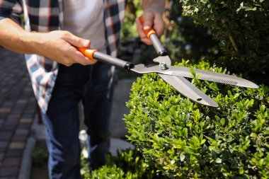 Güneşli bir günde çalıları budayan adam, yakın plan. Bahçe zamanı.