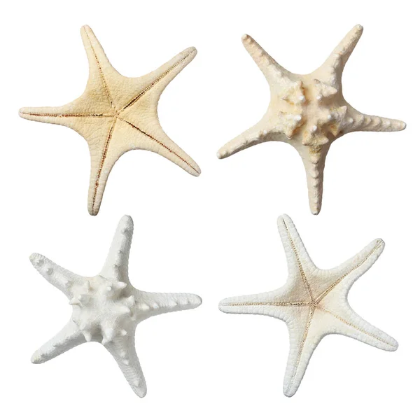 Zestaw Pięknymi Gwiazdami Morza Białym Tle — Zdjęcie stockowe