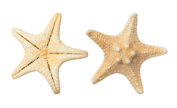 Piękne Morskie Gwiazdy Białym Tle Kolaż — Zdjęcie stockowe