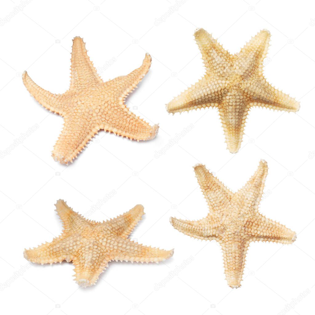 Set with beautiful sea stars on white background