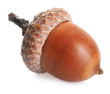 Güzel bir kahverengi meşe palamudu beyaz üzerine izole edilmiş.
