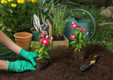 Güzel pembe vinka çiçeklerini bahçedeki toprağa nakleden bir kadın. Yakın plan.