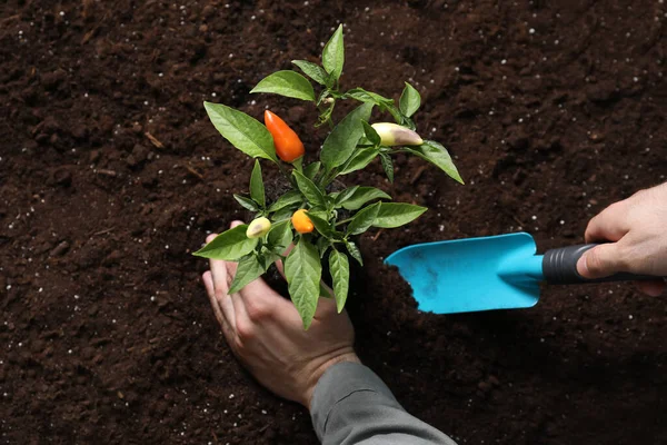 Hombre Transplantando Planta Pimienta Suelo Primer Plano — Foto de Stock