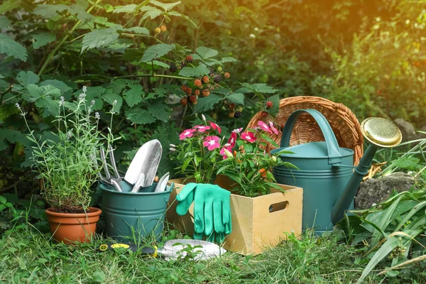 Mooie Bloemen Tuingereedschap Buurt Van Braamstruik Achtertuin — Stockfoto