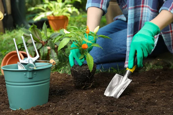 Vrouw Transplanteren Peper Plant Grond Tuin Close — Stockfoto