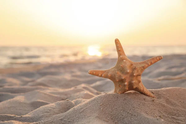 Beautiful Sea Star Sunlit Sand Sunset Space Text — Stock Photo, Image