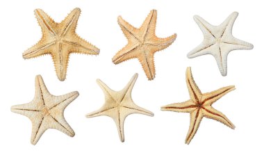 Beyaz arkaplanda güzel deniz yıldızlarıyla set 