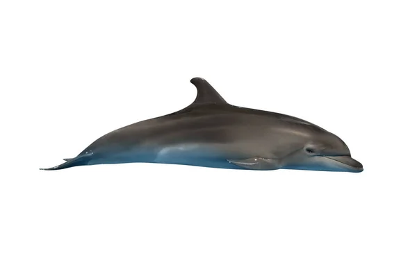Hermoso Delfín Mular Gris Sobre Fondo Blanco — Foto de Stock