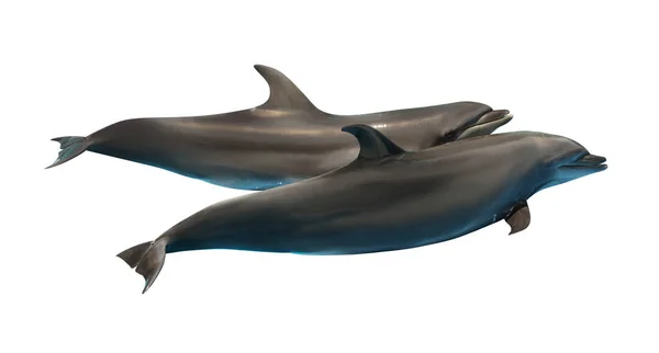 Hermosos Delfines Mulares Grises Sobre Fondo Blanco —  Fotos de Stock