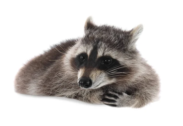 Cute Funny Common Raccoon Isolated White — Stock Photo, Image