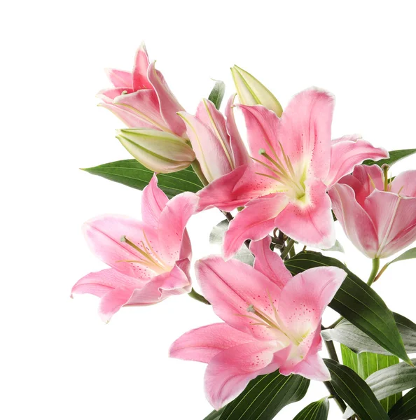 白い背景に美しいピンクのユリの花 — ストック写真