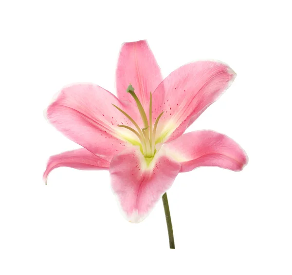 美丽的粉色百合花卉上白色孤立 — 图库照片