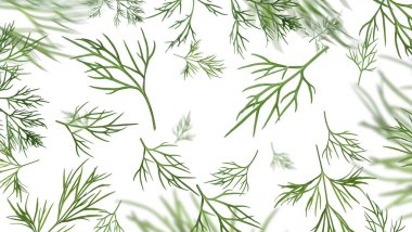 Beyaz arka planda taze dereotları, kolaj