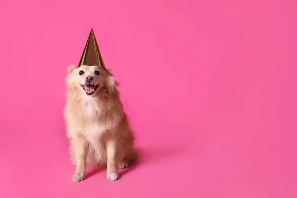 Cão Bonito Com Chapéu Festa Fundo Rosa Espaço Para Texto — Fotografia de Stock