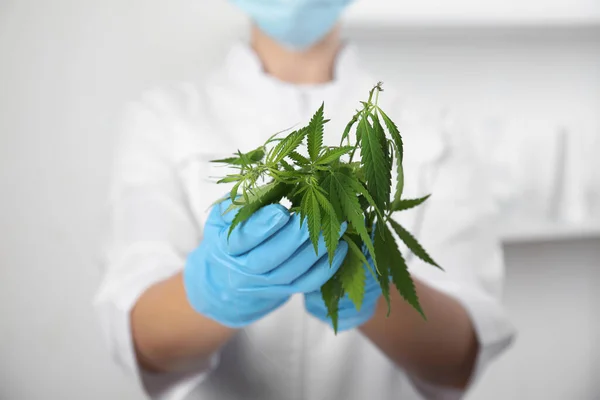Vetenskapsman Med Hampa Kontoret Närbild Medicinsk Cannabis — Stockfoto