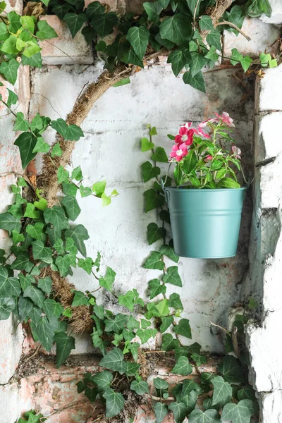 Vacker Rosa Vinca Blomma Vit Vägg Utomhus — Stockfoto